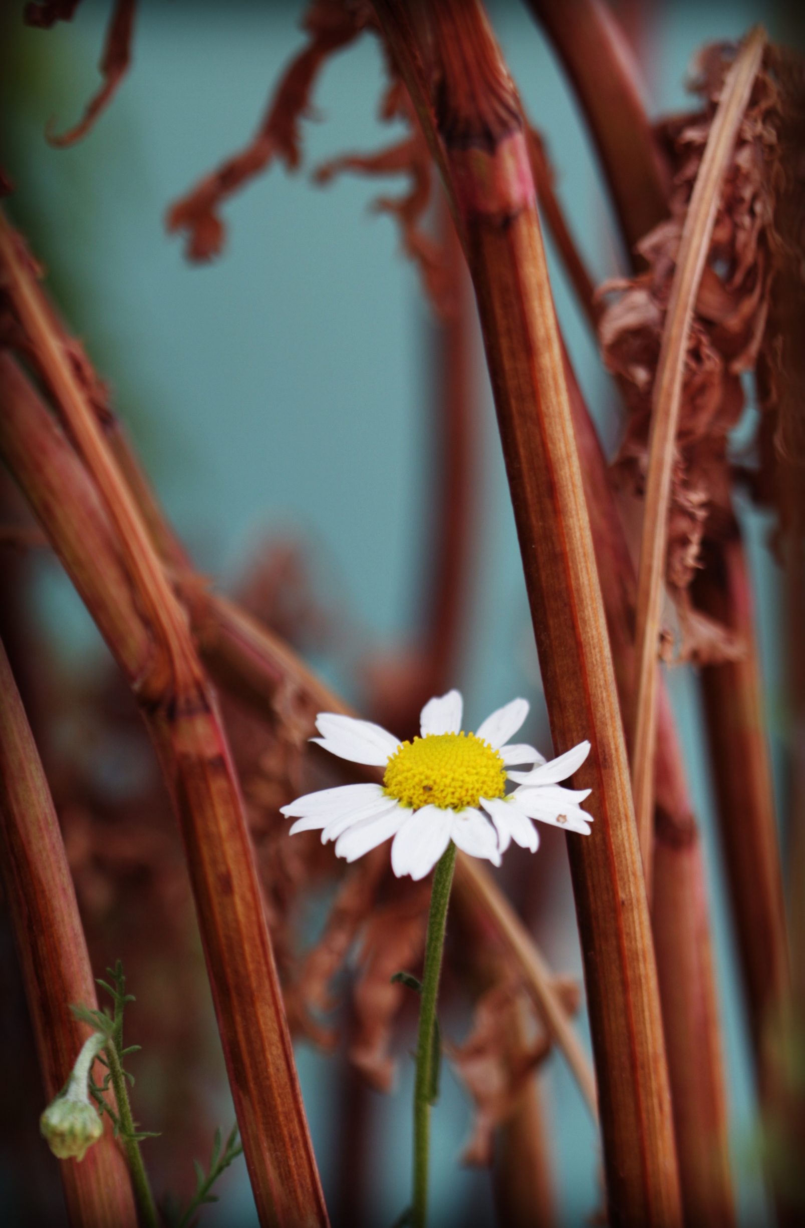 Urban Physic Garden