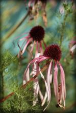 Urban Physic Garden