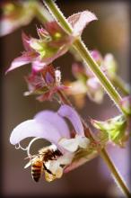 Urban Physic Garden